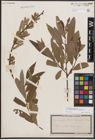 Foto von Salix dasyclados Wimm. x Salix purpurea L.